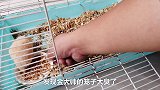 出差5天回家，发现小仓鼠的笼子里面都是屎，主人直呼太臭了