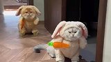 两只小猫穿一种款式，你什么档次跟我穿一样的衣服