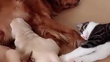 猫咪：你个坏女人，不帮忙就算了，居然还笑话我，看我挠不死你