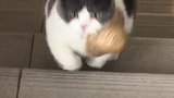 胖子：请别哭请别哭肥猫