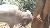 问君能有几多愁，恰似小羊栽跟头