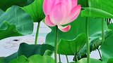 绿叶红菡萏，风雨犹相映