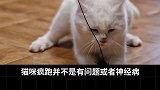 猫咪为什么会疯跑 猫咪行为学