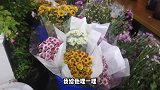 大苗到了一小箱雏菊，拆开全部重新整理了一遍，看起来整齐多了