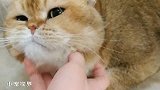 还别说，脸大的猫咪就是好撸