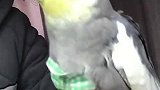 小伙子时期的视频