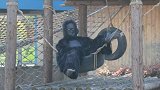 动物园内工作人员扮“猩猩”供游客参观 官方回应：愚人节快乐