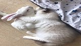 兔子：猫哥你放开我，咱俩品种不同，没可能的