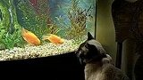 国外铲屎官发现猫咪爱看鱼，花2500美元为猫咪定制观景鱼缸