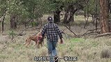 袋鼠正在欺负狗狗，被狗主人上前一拳打蒙，袋鼠：你是真的狗！