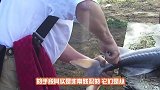 看完鳄鱼剥皮全过程，你还想买奢侈品吗人类需要反思了