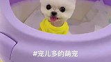 宠儿多的萌宠博美可爱