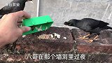 两只八哥鸟一夜未归，早上主人送来丰富的早餐