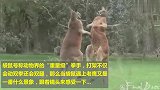 当袋鼠遇上老鹰，虽是动物界拳王，但也彻底没辙！