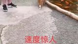 猫的真正实力，可不是闹着玩的