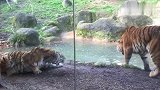 美国纽约动物园老虎叫醒正睡觉的母老虎，不料对方有起床气！
