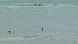 “患有抑郁症”的企鹅离开家族，走向远方，孤独的背影让人心疼！