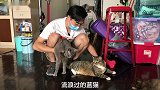 蓝猫生出5玳瑁？是蓝猫出了轨，还是玳瑁劈了腿？！