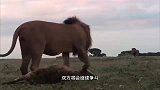 盘点：五大狮子与鬣狗对抗的片段，见面就打，没有和平的可能性