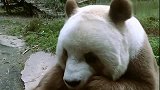 这是一只褪色的熊猫！看仔仔吃胡萝卜，把自己都看饿了