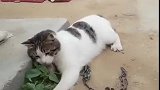 猫：这老鼠也太不经玩了吧，怎么就这样死了！