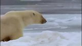 北极熊捕食海豹，速度快准稳，镜头拍下全过程