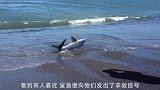 鲸鲨不小心跳到岸上，吓坏了众人，鲨鱼都别动，我自己下去