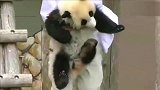 用生命抗拒擦毛的熊猫宝宝, 画面太喜感了