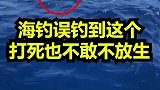为啥海上遇到受困的龟都会放生？