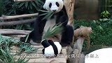 熊猫看到一个熊猫布偶，还以为是自己孩子，下一秒忍住别笑