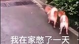 两只互相抢地盘的狗子