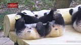大熊猫幼崽抬起脚脚喝奶，模样也太可爱了，简直萌化了！