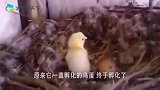 鸡蛋和鹅蛋一起被大鹅孵化，大鹅区别对待也太明显了，真无情！