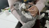 猫咪薄荷洁齿棒，猫咪爱不释手