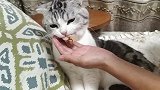 在家给哈士奇驱虫，这货就是不吃，最后只好使出非常手段