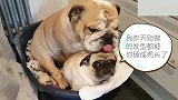 斗牛犬：小老弟，你感动吗头都快被你给舔秃了