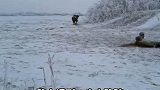 铁丝缠住小骆驼，大骆驼雪地里四处求救，好心男子徒手解救