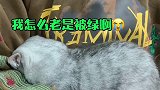 隔壁老王终于现出真身了、所以布偶➕英短=布短？英偶？萌宠嘉年华猫怀孕