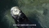 饲养员制作心形冰棒，海獭反应笑翻众人！太可爱了