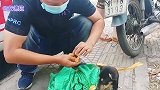 狗贩子将狗狗绑在摩托车上，光明正大在马路上跑，所幸遇到了好人