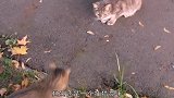 两只猫在街头打架，一旁还一只观战的