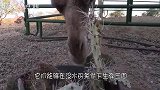 骆驼嘴里有个粉色肉球，你们知道这粉色肉球是干什么用吗？