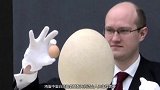 世界上最大鸡蛋320g，是普通鸡蛋6倍多，为什么这么大