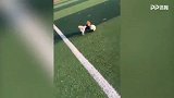 名副其实的足球狗！这带球技巧你给几分？