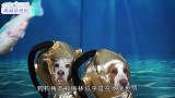狗狗来到“海底世界”章鱼算得了什么连鲨鱼都不会放过