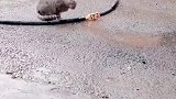 猫：水管咋破了呢，浪费这么多水真可惜！