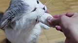 胖虎：让你不给我吃！