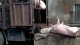 猪我宁愿“摔死”，也不愿待在屠宰场的专车上，有志气！