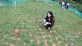 吴宣仪飚东北话与鸡对话称兄道弟，Yamy：这只鸡太听话了！