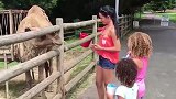 女子强迫骆驼与她合影，不料下一秒悲剧发生